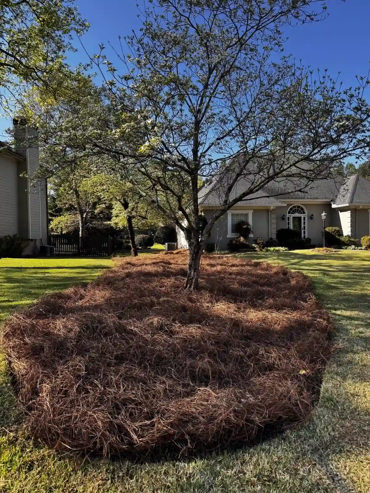 Fresh pine straw installation around dogwood tree at a North Georgia home